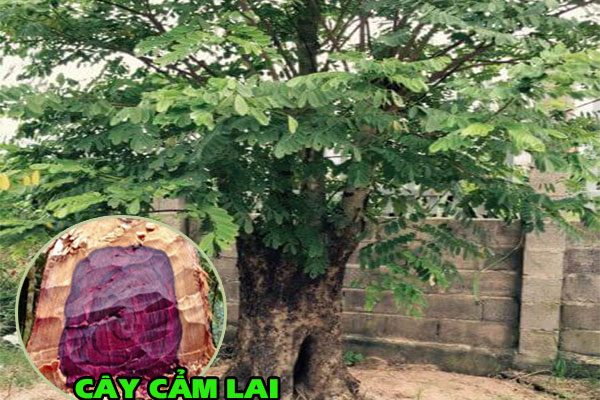 Cây gỗ cẩm lai