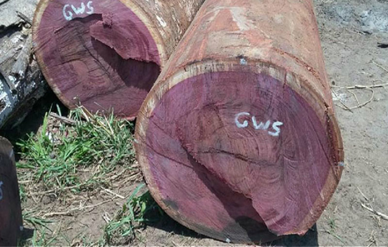 Gỗ cẩm lai tím là gỗ gì? Giá của gỗ cẩm lai tím trên thị trường hiện nay